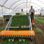 Корн салаты Самоходный колесный комбайн для уборки корн салатов Ortomec 8000