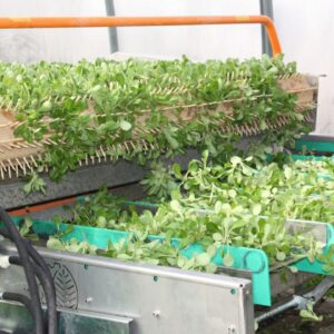 Корн салаты Самоходный гусеничный комбайн для уборки корн салатов Ortomec 9000