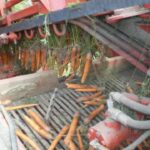 Морковь Прицепной комбайн для уборки моркови SIMON R2FCMR, 2-рядный, с выгрузным элеватором