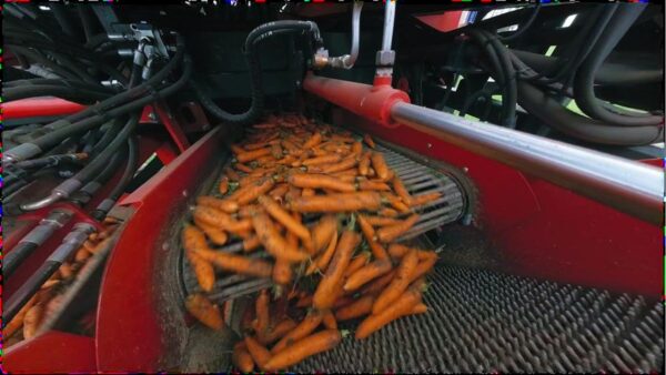 Морковь Самоходный комбайн для уборки моркови SIMON Liner II B35, 2-рядный, с бункером 9 м3